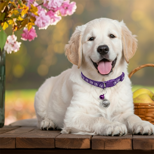 애완용 목줄세트-실버 크라운